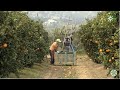 Naranjas y aceite de oliva, tesoros de Andalucía, Sevilla y Jaén