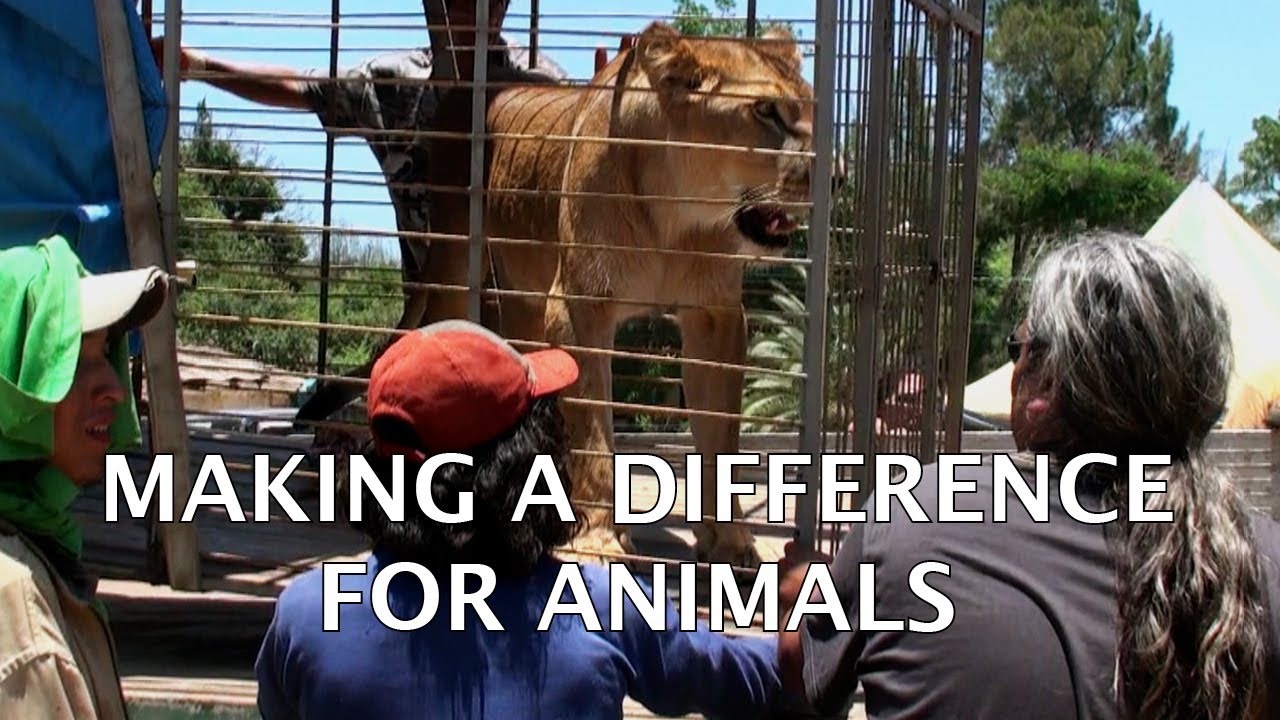MAKING A DIFFERENCE FOR ANIMALS - YouTube