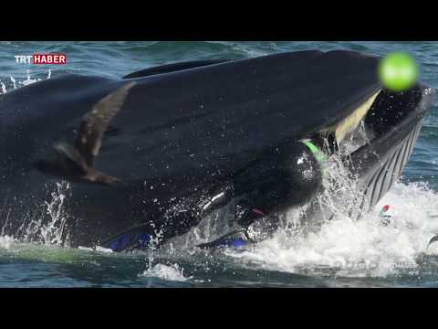Video: Orca qaranquşu: təsvir və şəkil