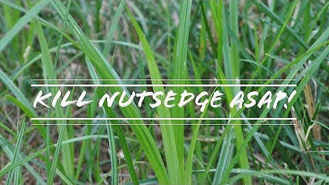 Nutsedge Control
