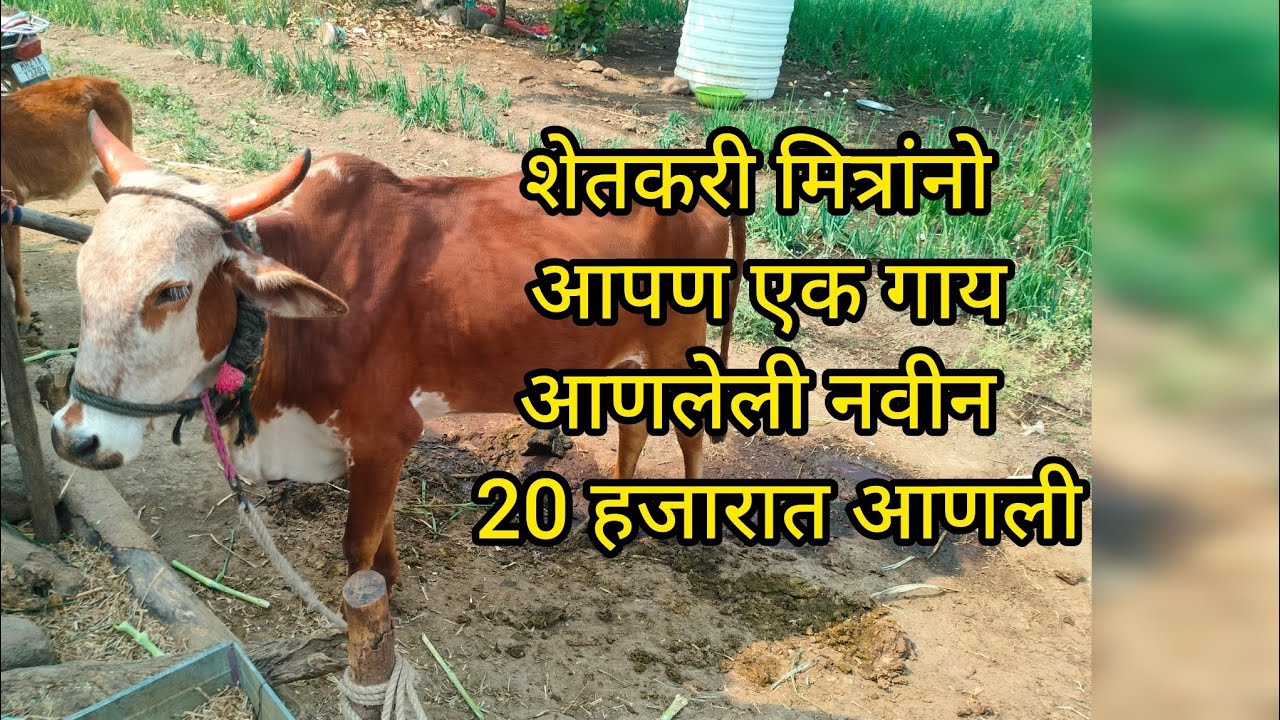 शेतकरी मित्रांनो आपण एक गाय आणलेली नवीन 20हजारात आणली#youtubevideo #youtubeshorts #viral 
