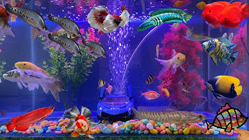 Tổng Hợp Video Động Vật Đầy Màu Sắc,Hoa,Cây,Cá Koi,Cá Cắt Kéo,Cá Cánh Buồm,Cá Lóc Bông,Cá Rô,Ốc ,Rùa