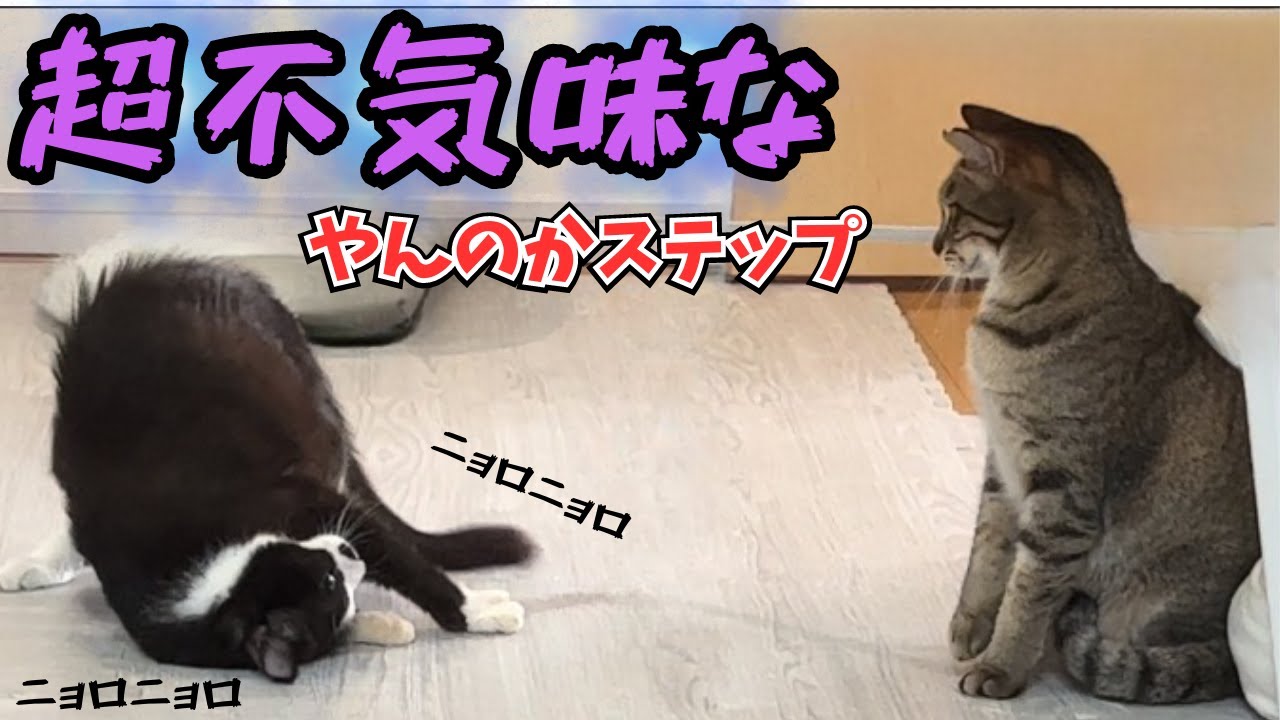 こんなやんのか見たことないww奇妙な動きで先住猫も思わず後退り【保護