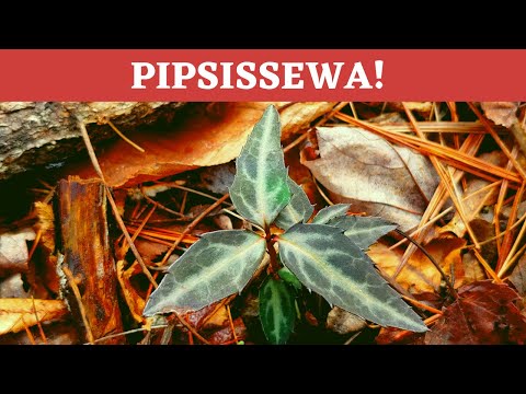 Video: Randig och fläckig vintergrön - Lär dig om att odla Pipsissewa-växter i trädgårdar