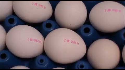 Egg Coding #ukraine #russia