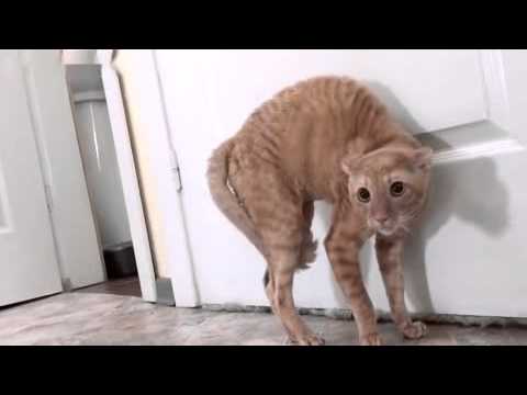 Gatto Spaventato Youtube