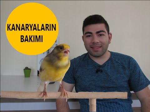 Video: Köpeğim Yapmadan Önce Hamile olduğumu biliyor mu?