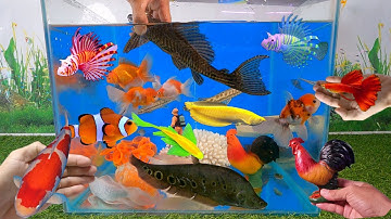 Tổng hợp video cá cảnh đẹp, động vật dễ thương, cá tàu ngầm đen, người nháy, cá vàng, san hô