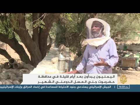عسل السدر هو الأجود والأغلى في اليمن