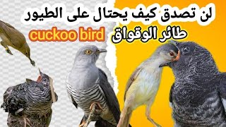 Cuckoo Bird Documentary / وثائقي: طائر الوقواق المحتال لن تصدق ...
