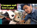 5 tangon wali Cow a gayi 😱 Or Punch Face Gaina😱