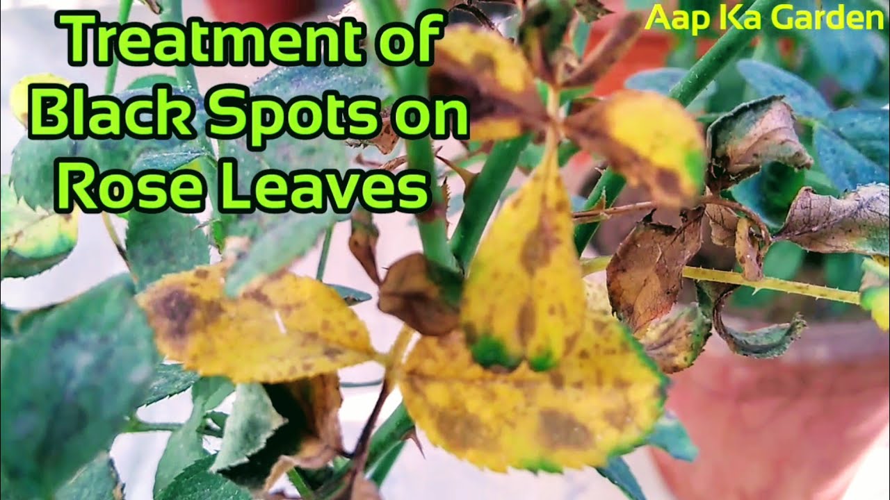 How to Treat black spots ( Diplocarpon Rosae) on rose leaves - YouTube