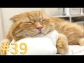 【たろちゃん#３９】お気に入りの寝方【猫】