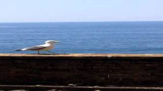 Closing Time Seagull At Cinque Terre