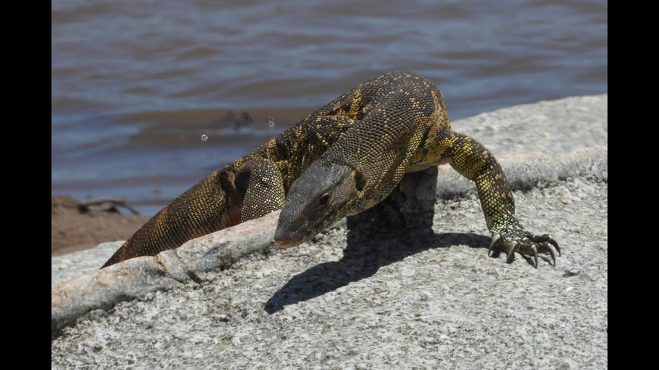 Monitor Lizard Hunting - YouTube