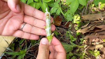 【Avocado】Do THIS to Your Scion and Your Graft Will Succeed!