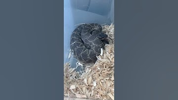 Luckiest Gopher Snake Relocation #relocation #venomous #rattlesnake