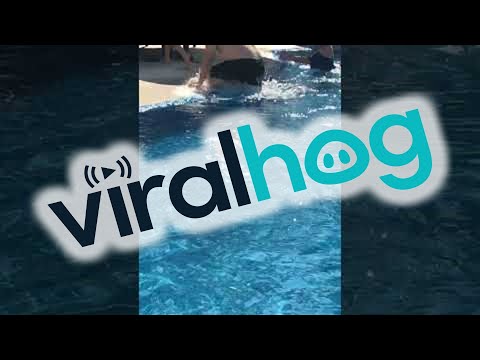 Lizard Surprises Hotel Guests as It Joins Them for a Swim || ViralHog