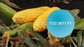 ГСС 3071 F1 | Овощная усадьба