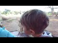 childrens watching lions playing zoo safari in melbourne australia.