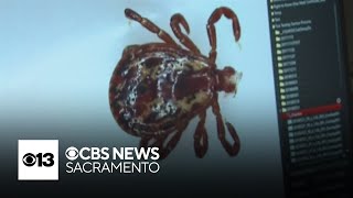 Download Lagu Tick-borne illness spreading rapidly in California MP3 Download Lagu Tick-borne illness spreading rapidly in California MP3