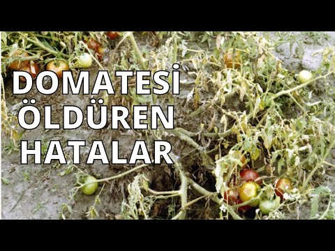Video: Domates bitkisi yanıklığına ne sebep olur?