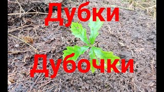 видео: Дуб. Дубки. Пересадка. картинка: Дуб. Дубки. Пересадка.