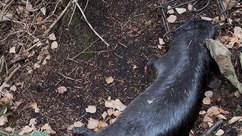 Newfoundland Trapping 2025 Part 1