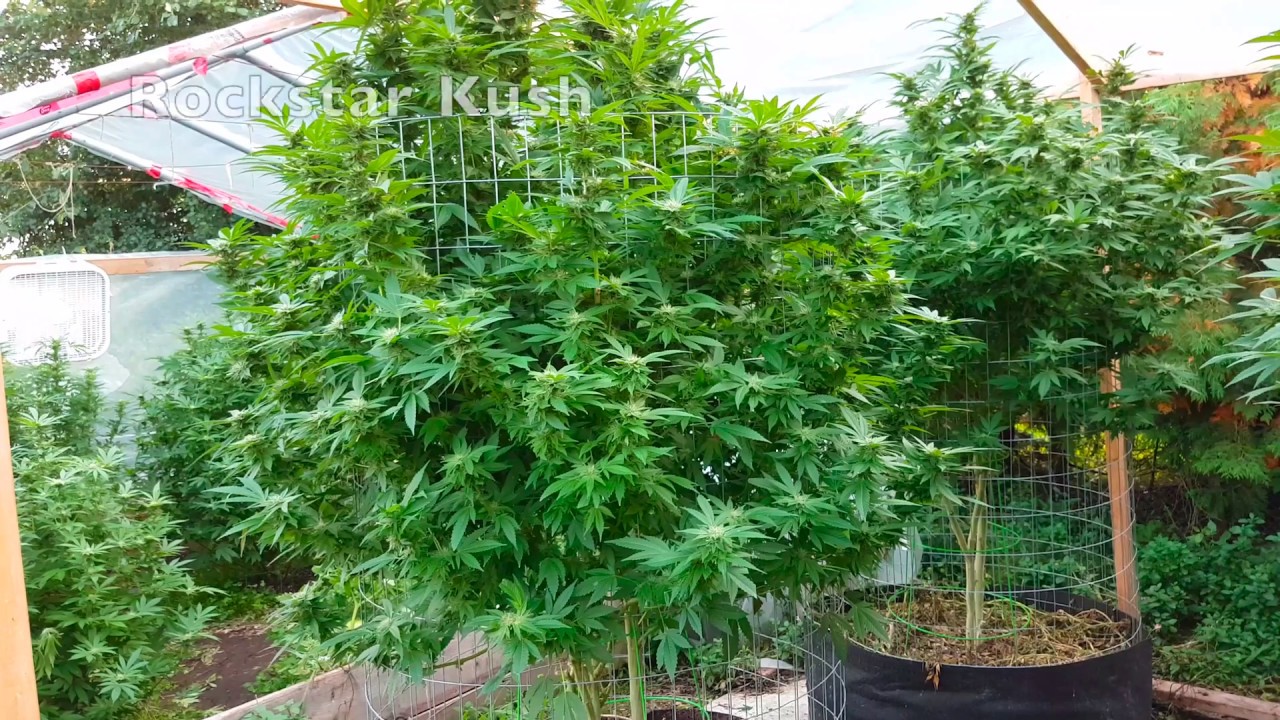 Outdoor Organic Cannabis Grow 2017 EP6