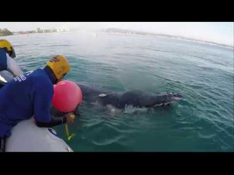 Entangled Whale Calf Freed Off Gold Coast, Queensland