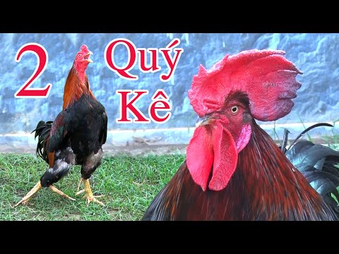 Hai Quý Kê Có Đôi Chân Độc Lạ. Gà Quý Hiếm/ Tung Vlog | Foci