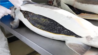 How Sturgeon Caviar Is Farmed and Processed - How it made Caviar - Sturgeon Caviar Farm Thumb