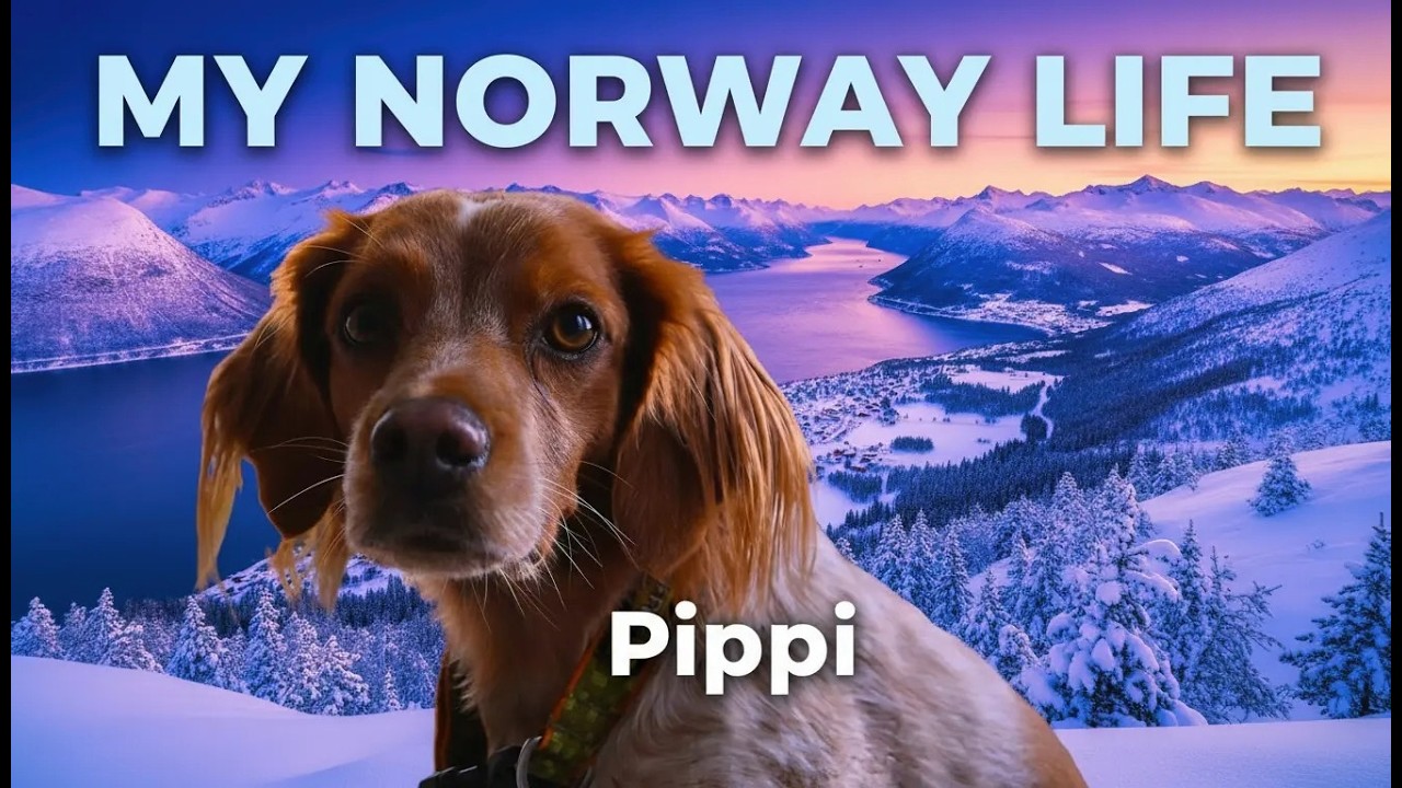 Promenade avec le chien Pippi par -22°c