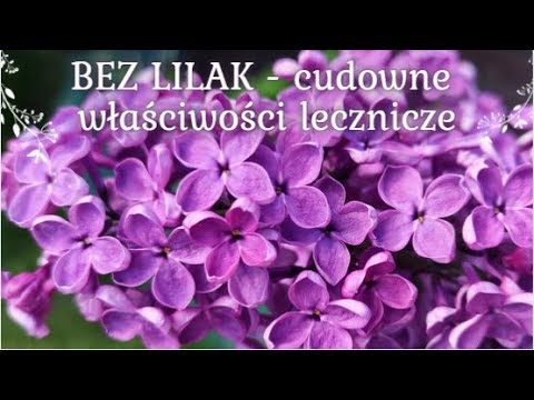 #17 Domowa apteczka - BEZ LILAK ~ Właściwości lecznicze, herbatka i wiele więcej!