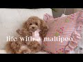 Life with a Maltipoo 🐻🐾💕 sunday puppy vlog 🤎🩷
