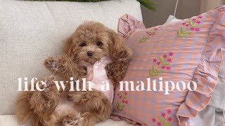 Life with a Maltipoo 🐻🐾💕 sunday puppy vlog 🤎🩷