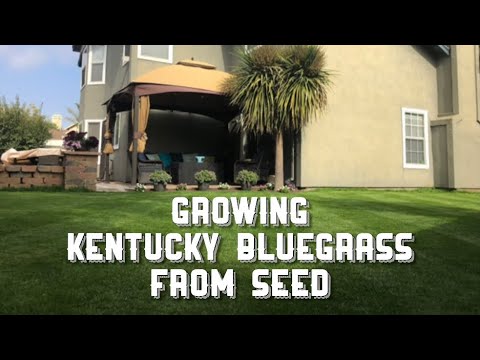 Video: Kentucky Bluegrass Hakkında Bilgi - Kentucky Bluegrass Bakımı & Bakım