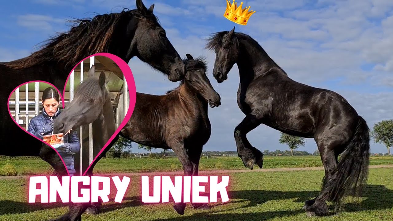 Angry😡 Queen👑Uniek! But she can be really sweet!!!! Friesian Horses