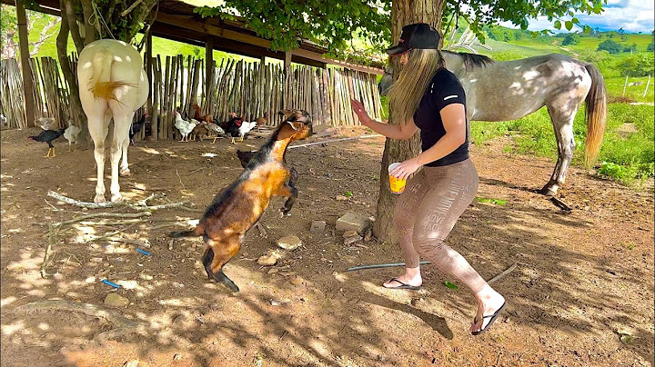 LEÔNCIO DESAFIA THAMIRES PEGAR NO BODE FEROZ DA FAZENDA | THAMIRES THUANNY