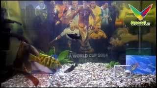 NETHERLAND - ARGENTINA - 2014/07/09 - FIFA WORLD CUP 2014 BRAZIL.LT screenshot 2
