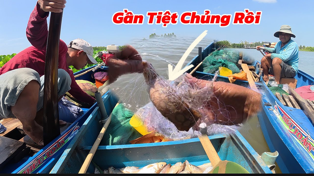 Thăm Lờ Trúng Mánh Cá Thả Lưới Dính Cá Trạch Lấu Khu Nầy Gần Tiệt Chủng / Định Nguyễn Hậu Giang
