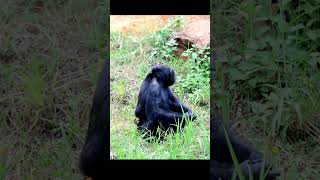 The Intelligent Chimpanzee: Our Closest Relative