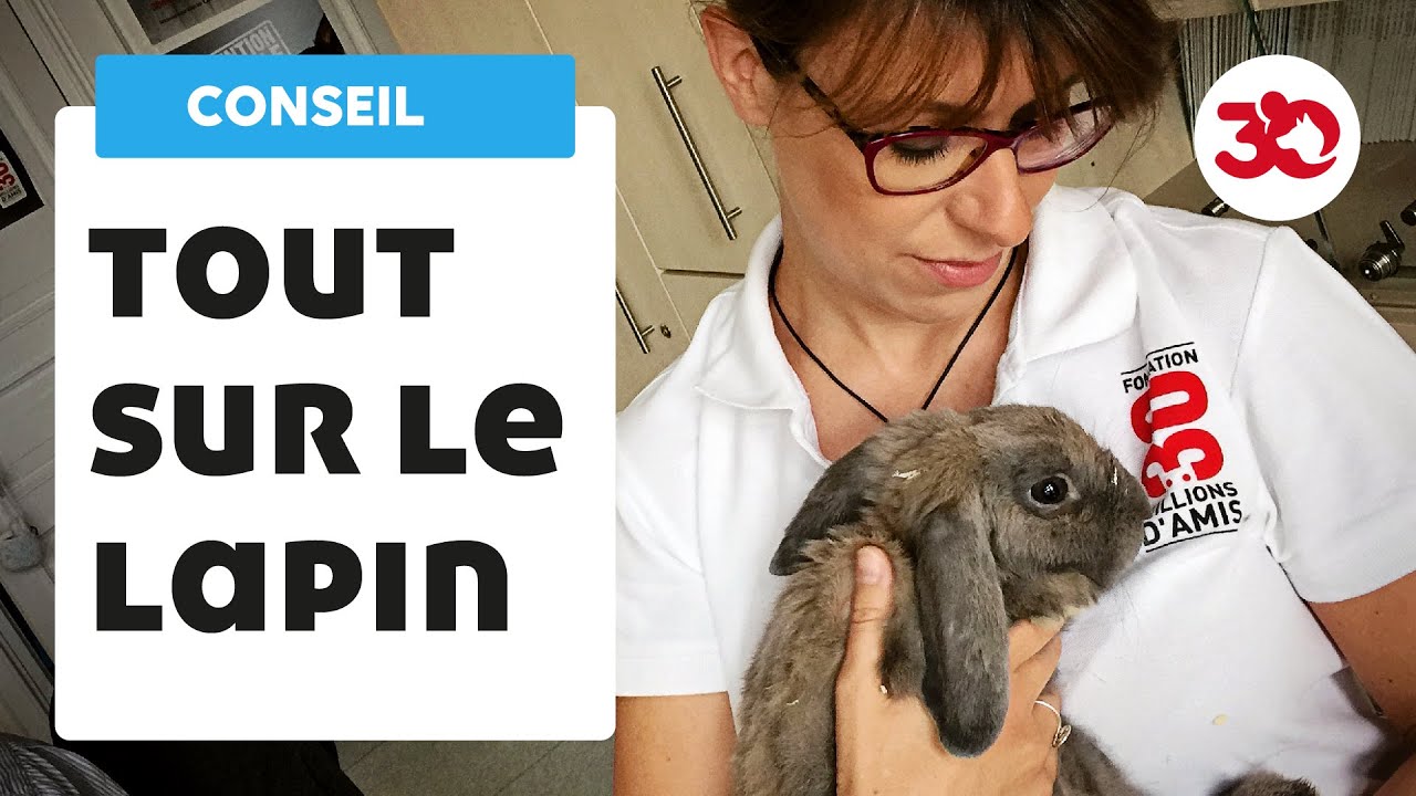 Lapin nain : Protéger son logement des accidents et dégâts