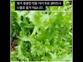 #산책#길에서 #보았어요 #치커리#텃밭 I #saw you on the #promenade #chicory #organicfarming #farming