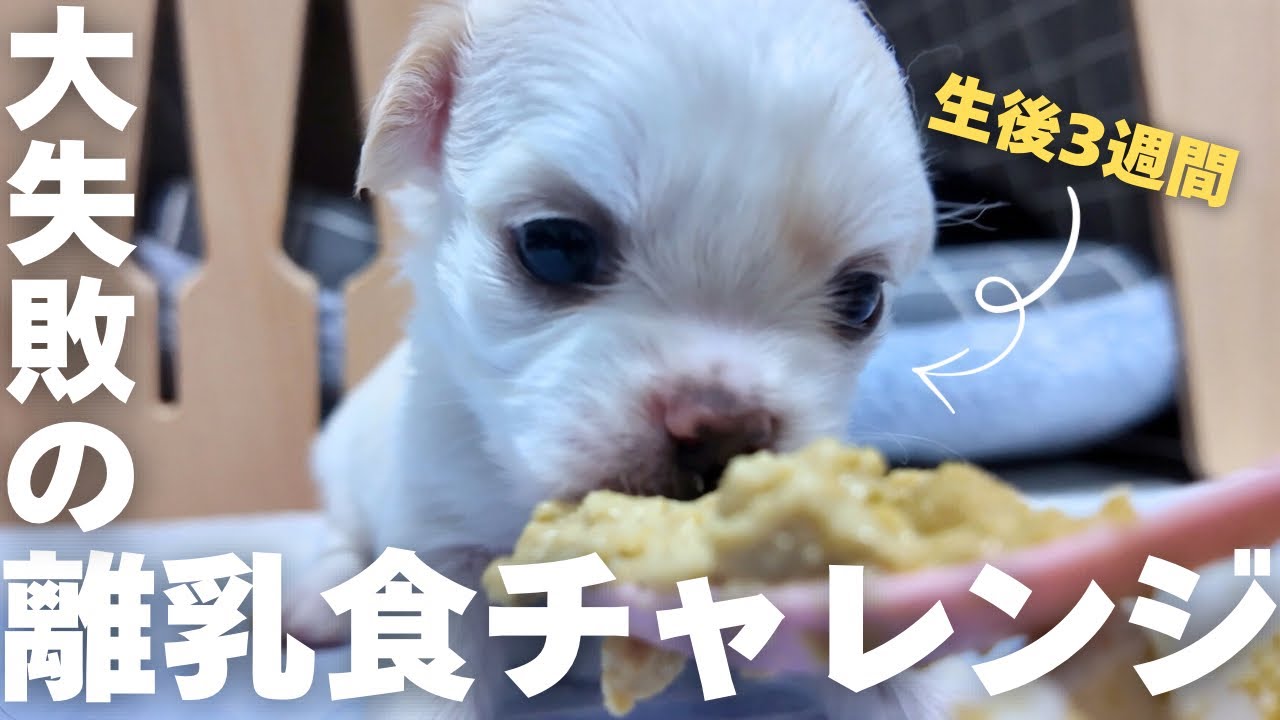 4/17産まれのチワワ達が離乳食に挑戦！食べません！