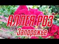 🌹 АЛЛЕЯ РОЗ / ЗАПОРОЖЬЕ 🌹/ ИЮНЬ 2023