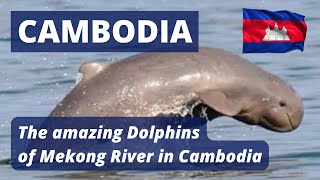 The Dolphins Of The Mekong River In Cambodia - Les Dauphins Du Mekong Cambodge