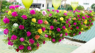 Recycle plastic bottles to make a balcony hanging garden to grow beautiful Portulaca (Mossrose)