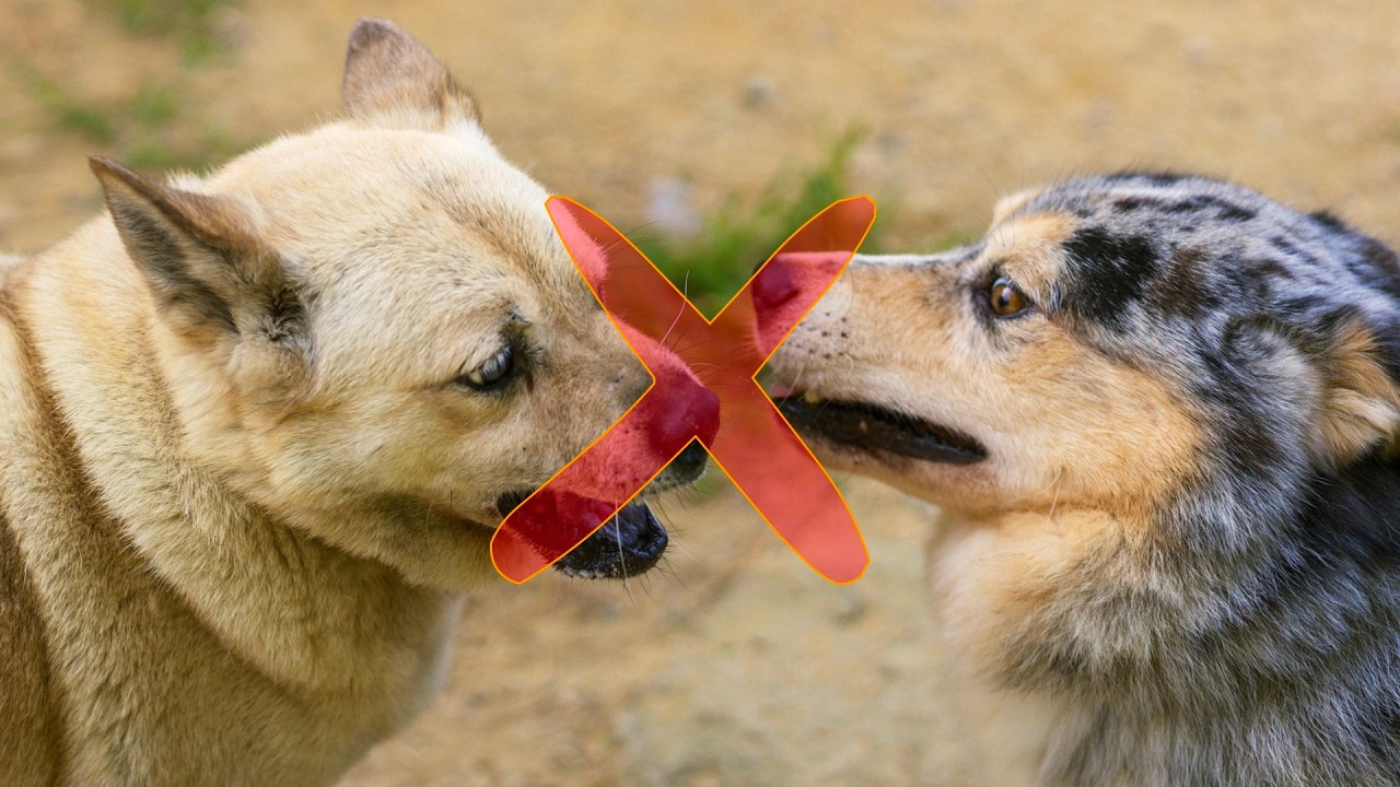 【神回】ケンカする犬・犬と馴染めない・喧嘩後の飼い主仲裁方法