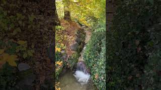 The colors of Autumn #4k #nature #autumn #herbst #beautiful #peace #waterfall #zurich #rain